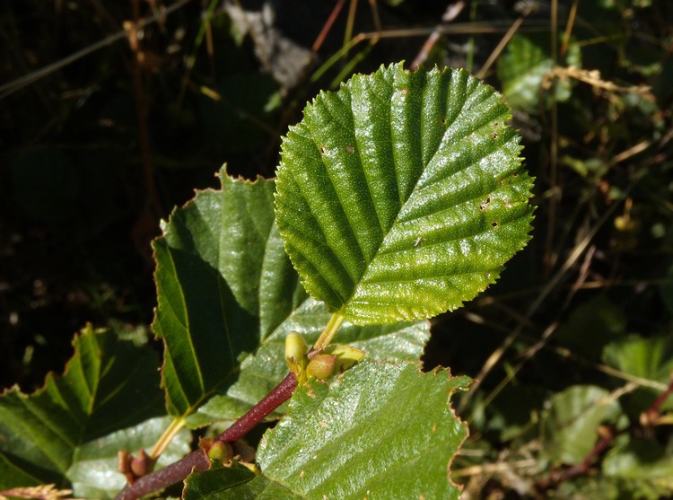 Alnus viridis / Ontano verde
